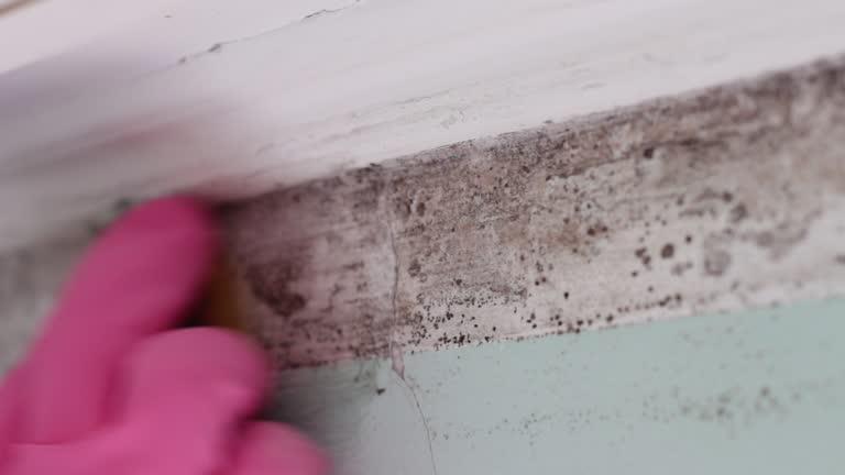 Professional Mold Removal in Athens, AL